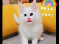 -十年猫舍·猫咪专门店(普陀店)