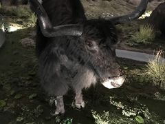 -青藏高原自然博物馆