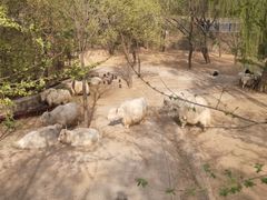 -石家庄市动物园