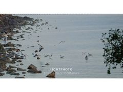 -深圳湾公园(南山区)