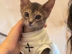 -猫十亿·布偶金渐层·曼基康矮脚猫舍(青年路店)