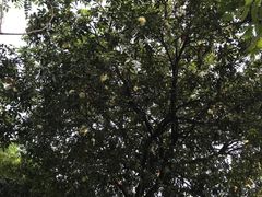 -仙湖旅游度假区