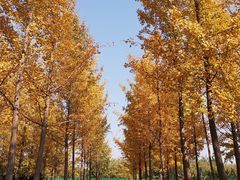 -汉景帝阳陵博物院