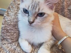 -藏猫猫咖啡主题馆(中央大道店)