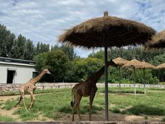 -北京野生动物园