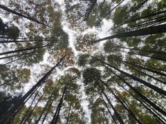 -山王坪喀斯特国家生态公园
