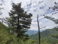 -朱雀国家森林公园