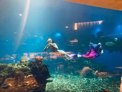 -海棠湾洲际-涛·海底餐厅·美人鱼·自助餐·海底隧道