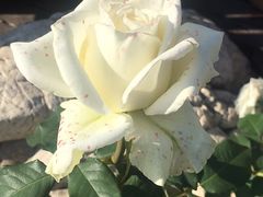 -静之湖湖畔餐厅