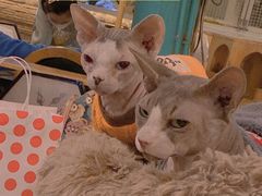 -猫小院猫主题咖啡厅(北锣店)