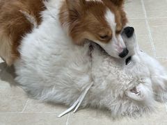 -南京宠物基地·宠物狗宠物猫售卖(南京店)