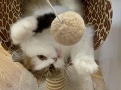 -COLOR PETS 撸猫馆·购猫·猫咖(长风大悦城店)