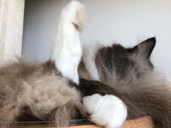 -Catmate·猫肥家润(金润铂宫店)