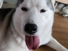 -Husky Go! 哈士奇体验馆·宠物咖啡厅狗咖