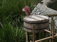-新加坡飞禽公园