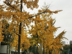 -四川大学(望江校区)