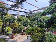-金科花卉市场