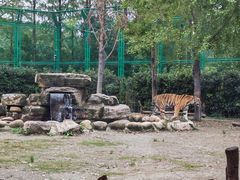 -上海野生动物园老虎餐厅