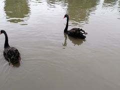 -鹅湖玫瑰文化园
