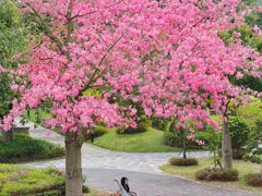 -东莞植物园