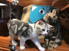 -Goku PET SHOP宠物视觉生活馆(双井店)