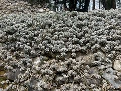 -苍山感通索道