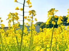 -养云安缦吧THE BAR