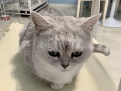 -喵的天空名猫咖啡馆·撸猫·猫舍·用品