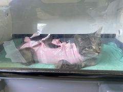 -谐和益家动物医院·免疫绝育·血液透析·宠保定点医院(高新伊藤分院)