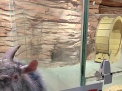 -正佳雨林生态植物园