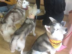 -Husky Go! 哈士奇体验馆·宠物咖啡厅狗咖