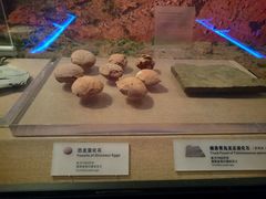 -烟台市博物馆