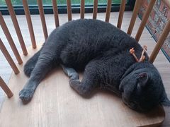 -豆逗聊愈猫阁Easy Life