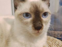 -Heymao猫咖.咖啡厅(东门店)