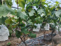 -马陆小张葡萄园农家乐