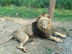 -北京野生动物园