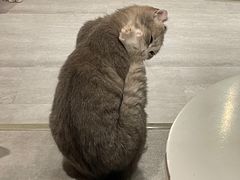-猫儿山۰猫主题餐厅
