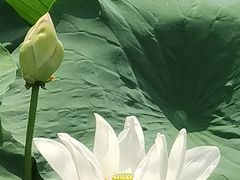 -同里国家湿地公园
