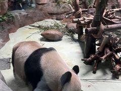 -都江堰中华大熊猫苑