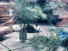 -石家庄市动物园