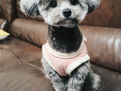 -嘉馨宠物医院·CT影像转诊·心脏科·犬猫全科诊疗中心(下沙大学城院区)