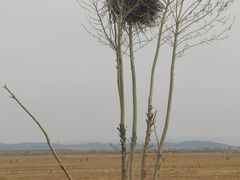 -敕勒川草原