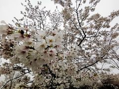-顾村公园