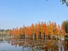 -白鹭湾湿地公园