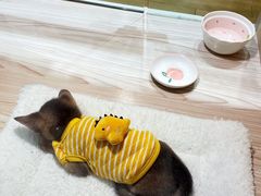 -屋虎猫馆(宝安大仟里店)