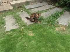 -金鸡湖桃花岛