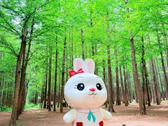 -日照海滨国家森林公园
