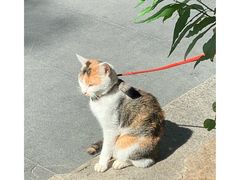 -屋里家延边朝鲜族冷面(梅林3店)