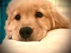 -翊宠yipet猫狗购宠庄园犬舍•猫舍