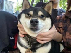 -柴犬高等学院·狗咖·柴犬售卖·宠物训练